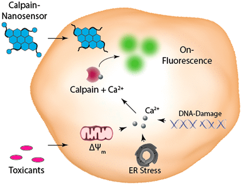 Graphene Oxide Nanocarriers For Fluorescent Sensing Of Calcium Ion