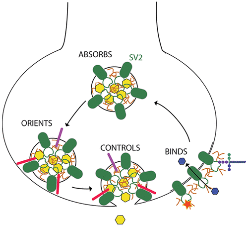 The Synaptic Vesicle Glycoprotein 2 Structure Function And Disease