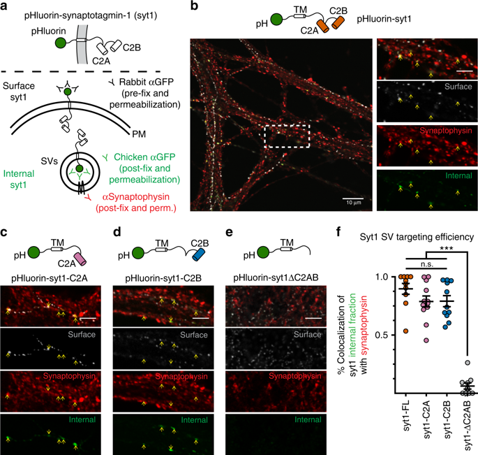 Synaptotagmin Clamps Synaptic Vesicle Fusion In Mammalian Neurons