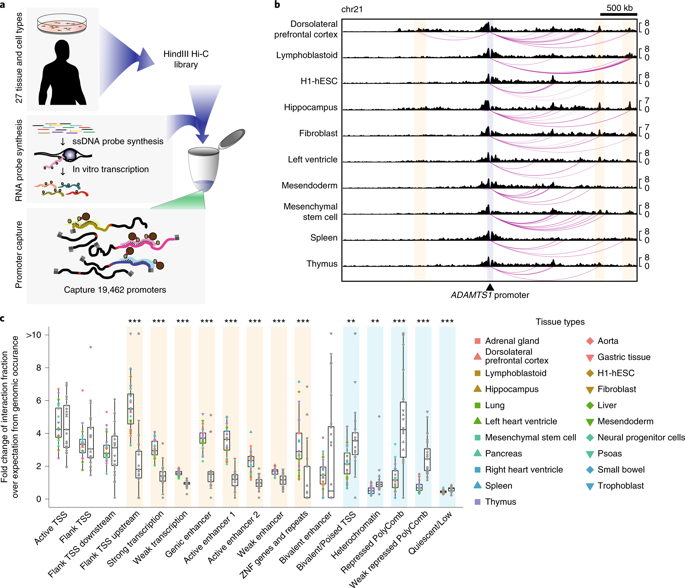 A Compendium Of Promoter Centered Long Range Chromatin Interactions In