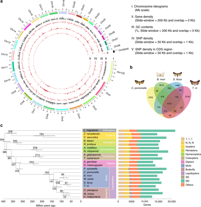 A Chromosome Level Genome Assembly Of Cydia Pomonella Provides Insights