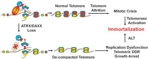 ATRX Loss Induces Telomere Dysfunction And Necessitates Induction Of