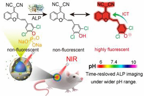 Rednear Infrared Fluorescent Probe For Time Resolved In Vivo Alkaline