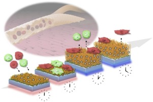 Colloids And Surfaces B Biointerfaces X Mol