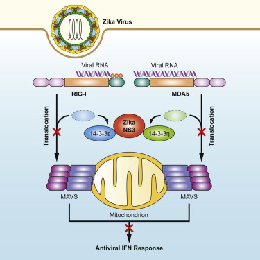 Zika Virus Ns Mimics A Cellular Binding Motif To Antagonize Rig