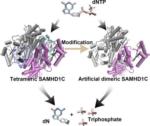 Structural Characterization And Directed Modification Of Sus Scrofa