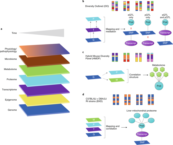 Systems Genetics Applications In Metabolism Research Nature Metabolism