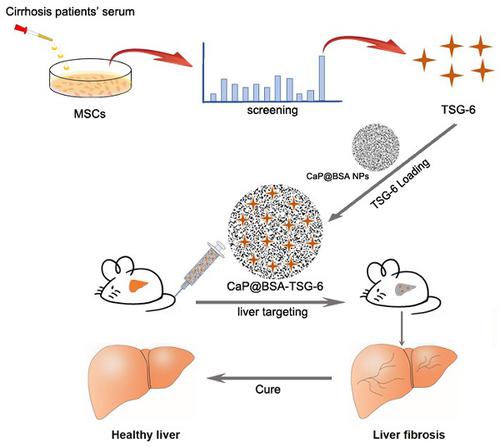 Liver Targeted Delivery Of Tsg By Calcium Phosphate Nanoparticles For