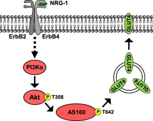 Neuregulin Triggers Glut Translocation And Enhances Glucose Uptake