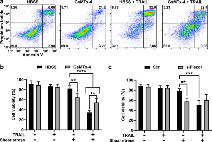 Activation Of Piezo1 Sensitizes Cells To TRAIL Mediated Apoptosis