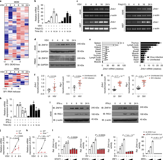 Mitochondria Localised Znfx Functions As A Dsrna Sensor To Initiate