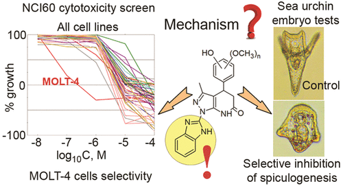 Benzimidazolyl Pyrazolo 3 4 B Pyridinones Selective Inhibitors Of MOLT