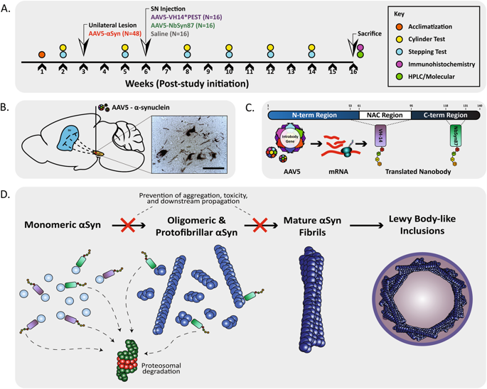 pathology and functional decline in an α-synuclein-based