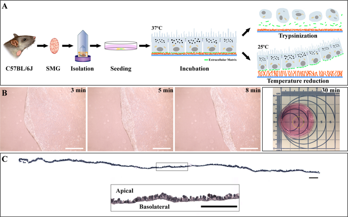 Using Cell Sheets To Regenerate Mouse Submandibular Glands Npj