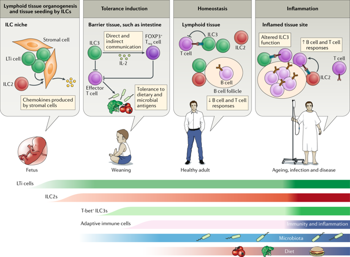 functional interactions between innate lymphoid cells and