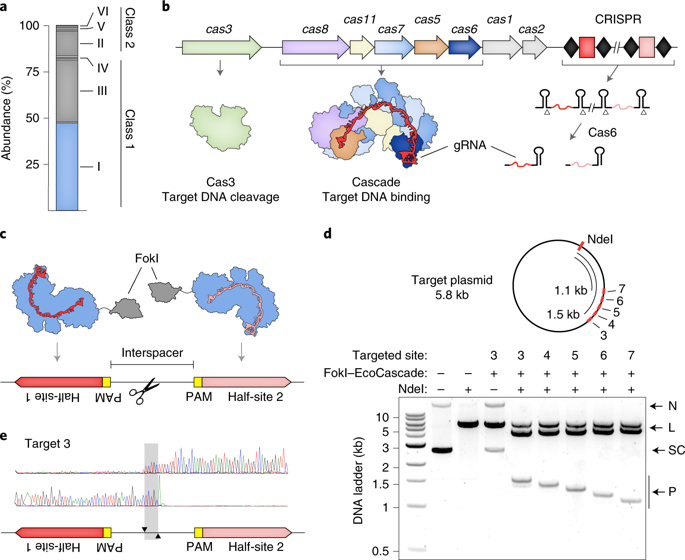 Harnessing Type I CRISPR Cas Systems For Genome Engineering In Human