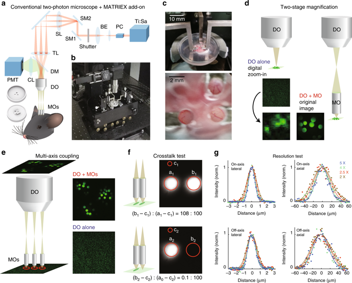 Matriex Imaging Multiarea Two Photon Real Time In Vivo Explorer Light