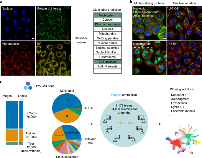 Analysis Of The Human Protein Atlas Image Classification Competition