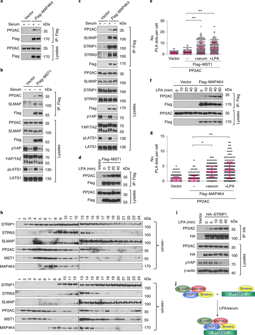 Stripak Integrates Upstream Signals To Initiate The Hippo Kinase