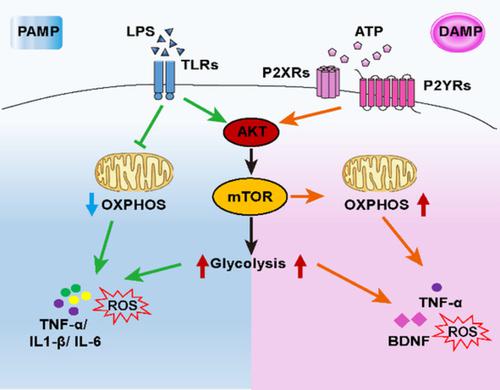 Mtor Mediated Metabolic Reprogramming Shapes Distinct Microglia