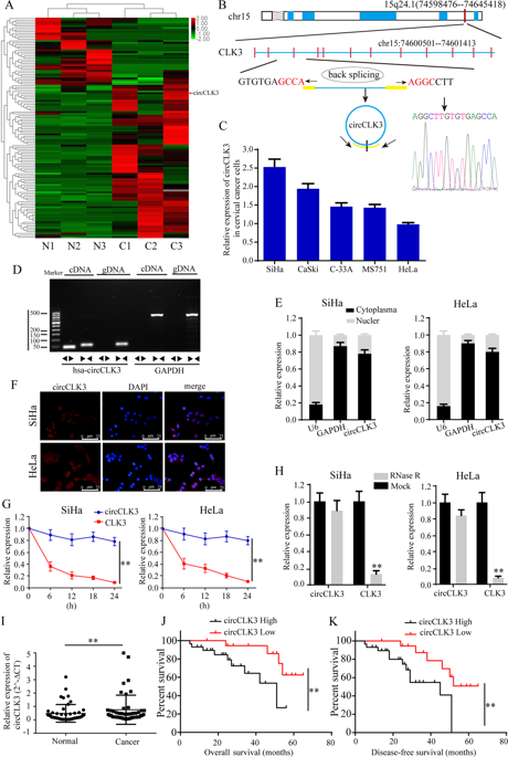 The Novel Circclk Mir A Foxm Axis Promotes Cervical Cancer