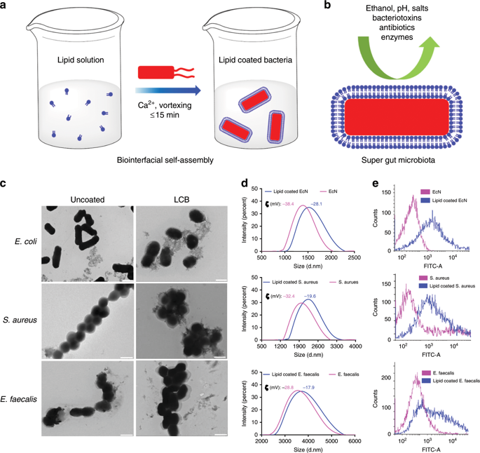 Biointerfacial Self Assembly Generates Lipid Membrane Coated Bacteria