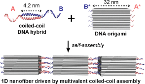 Hierarchical Assembly Of Dna Origami Nanostructures Using Coiled Coil