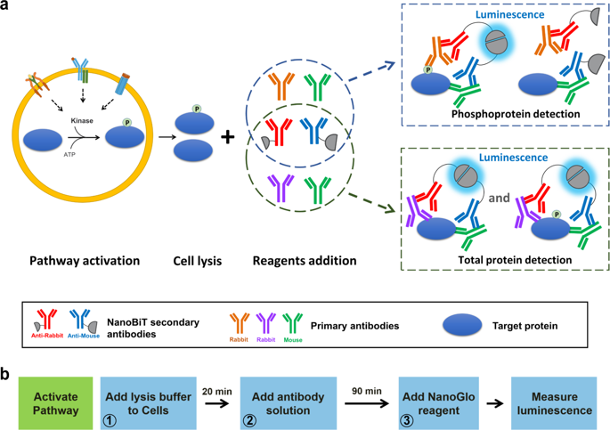 A Homogeneous Bioluminescent Immunoassay To Probe Cellular Signaling