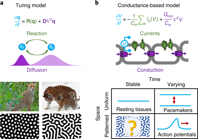 Bioelectrical Domain Walls In Homogeneous Tissues Nature Physics X Mol