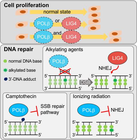 Complex Genetic Interactions Between Dna Polymerase And The Nhej