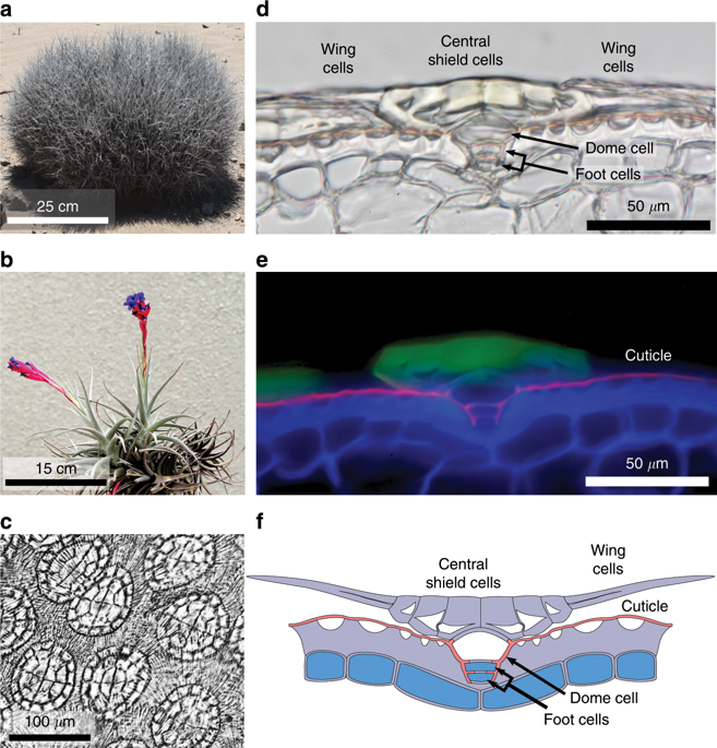 Design Of A Unidirectional Water Valve In Tillandsia Nature