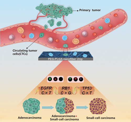 Dynamically Monitoring The Clonal Evolution Of Lung Cancer Based On The