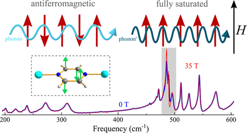 Spin Lattice Coupling Across The Magnetic Quantum Phase Transition In