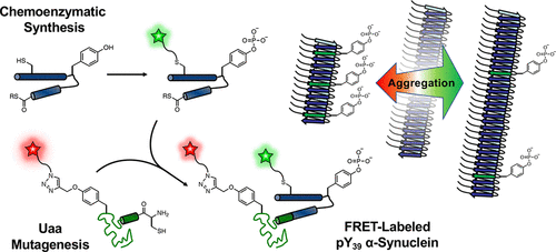 chemoenzymatic semisynthesis of phosphorylated α-synuclein