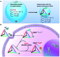 An Intramolecular Catalytic Hairpin Assembly On A Dna Tetrahedron For