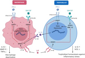 白血病抑制因子调节巨噬细胞和滋养细胞中炎症信号的激活 Molecular Immunology X MOL