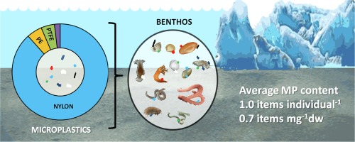 microplastic accumulation in benthic invertebrate