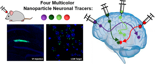 multicolor polymeric nanoparticle neuronal tracers