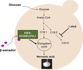 Harnessing Estradiol Inducible Expression System To Overproduce