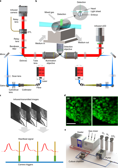 Long Term In Toto Live Imaging Of Cardiomyocyte Behaviour During Mouse