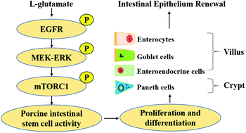 l-glutamate drives porcine intestinal epithelial