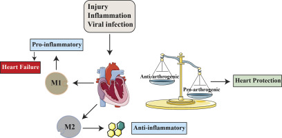 macrophages: first guards in the prevention of cardiovascular