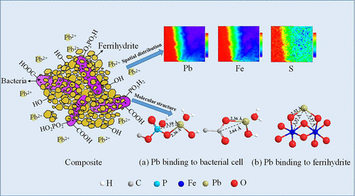 molecular mechanisms of lead binding to ferrihydrite–bacteria