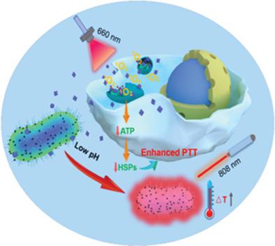 Selfmineralized Photothermal Bacteria Hybridizing With Mitochondria