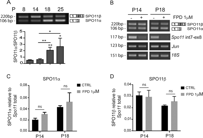 Combinatorial Control Of Spo11 Alternative Splicing By Modulation Of