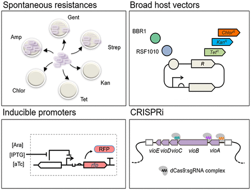 Toolkit Development For Cyanogenic And Gold Biorecovery Chassis