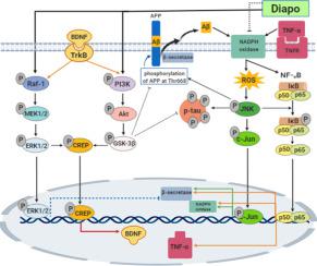 alzheimer"s-like disease in rats: role of erk, gsk-3β, and jnk