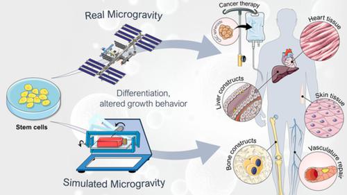 the effects of microgravity on differentiation and cell growth