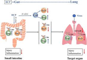 Regulating The Balance Of Th Treg Cells In Gut Lung Axis Contributed