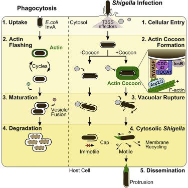 Cell Reports X Mol